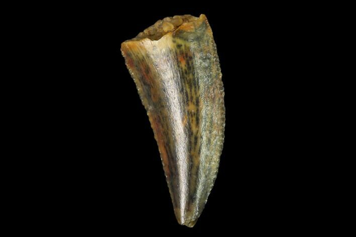 Serrated, Raptor Tooth - Real Dinosaur Tooth #158954